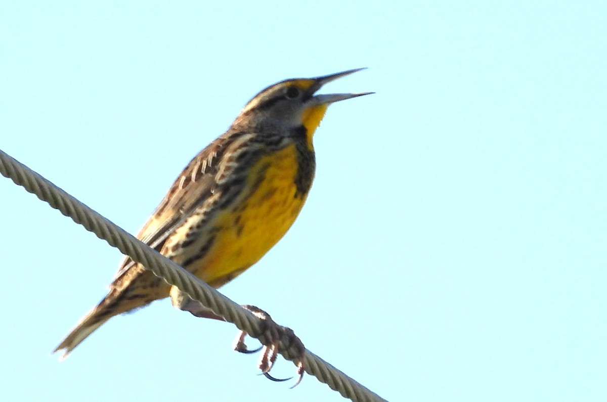 Eastern Meadowlark - ML646538607
