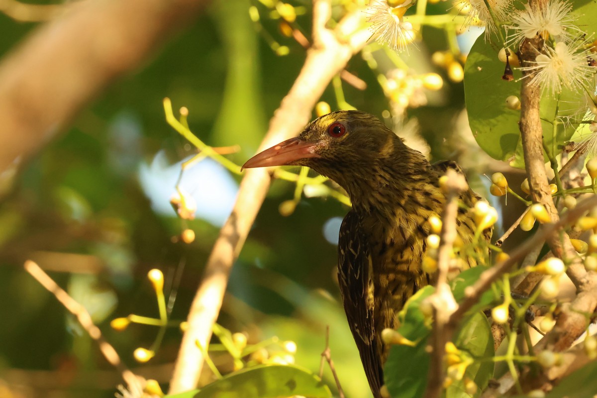 Green Oriole - ML646538608