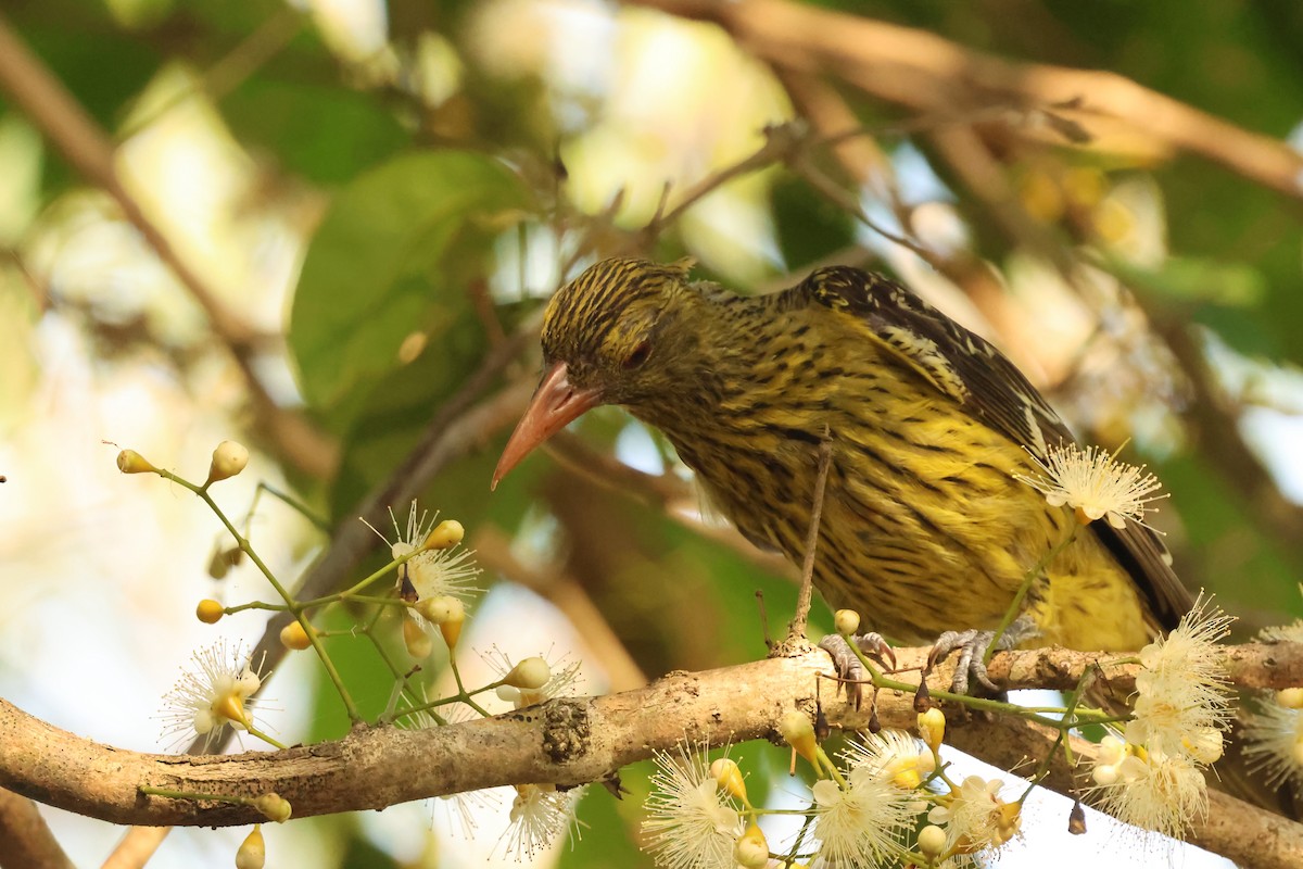 Green Oriole - ML646538610