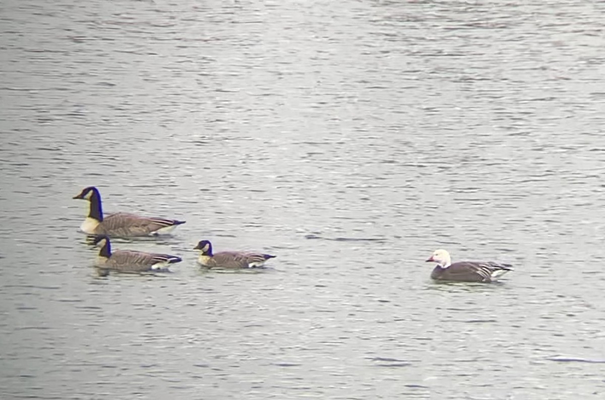 Cackling Goose - ML646538611