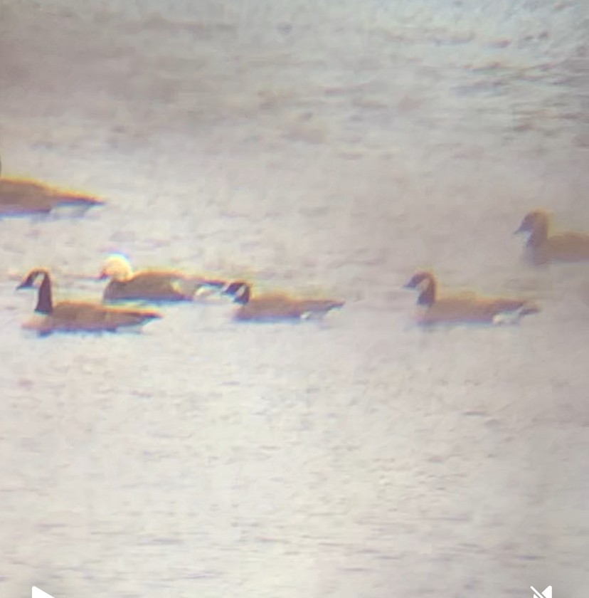 Cackling Goose - ML646538612