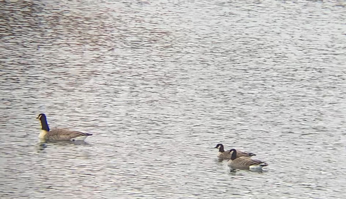 Cackling Goose - ML646538613