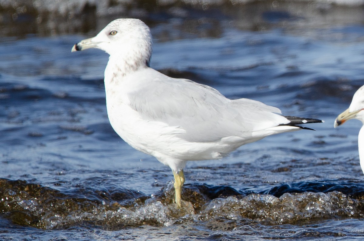 Ring-billed Gull - ML646538614