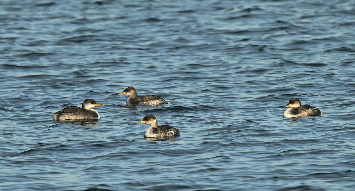 Red-necked Grebe - ML646538615