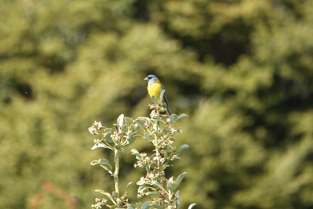Patagonian Sierra Finch - ML646538617