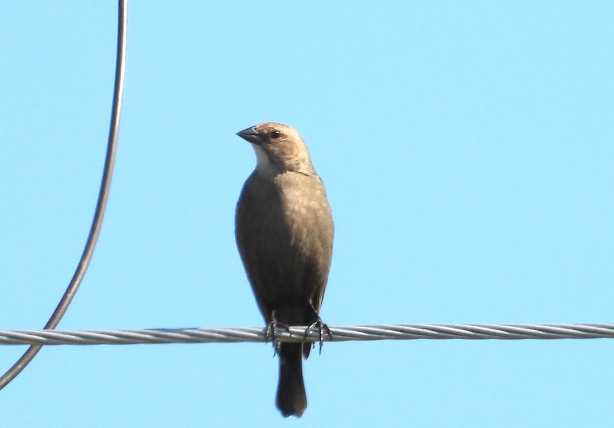 Brown-headed Cowbird - ML646538619