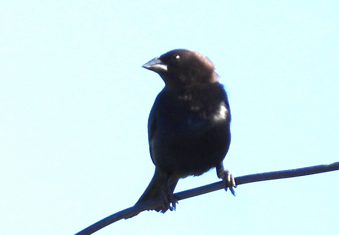 Brown-headed Cowbird - ML646538620