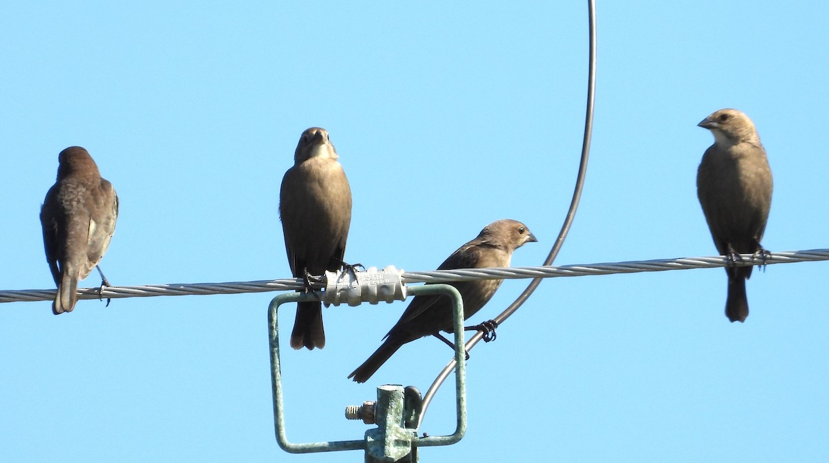 Brown-headed Cowbird - ML646538621