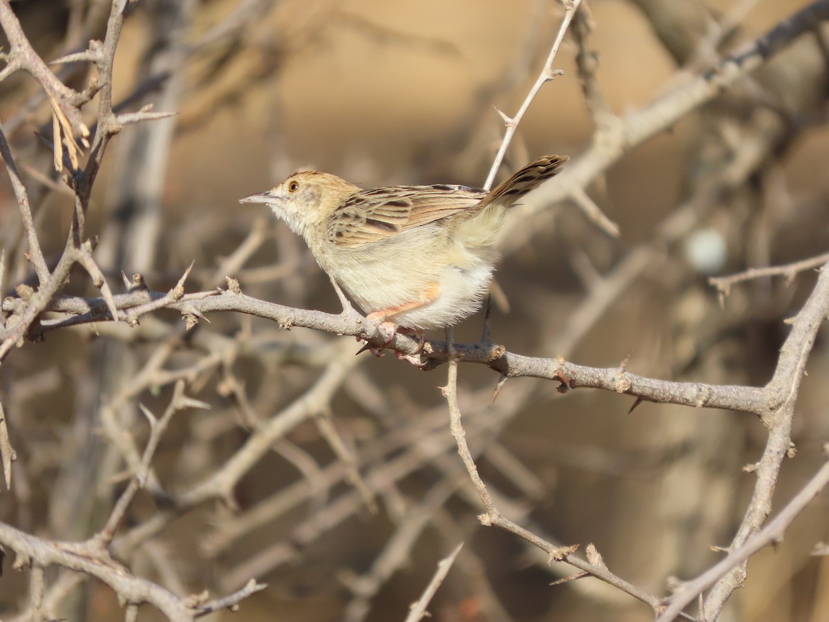 Rattling Cisticola - ML646538622