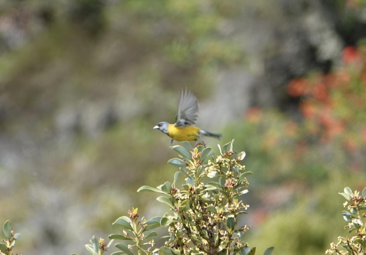 Patagonian Sierra Finch - ML646538624