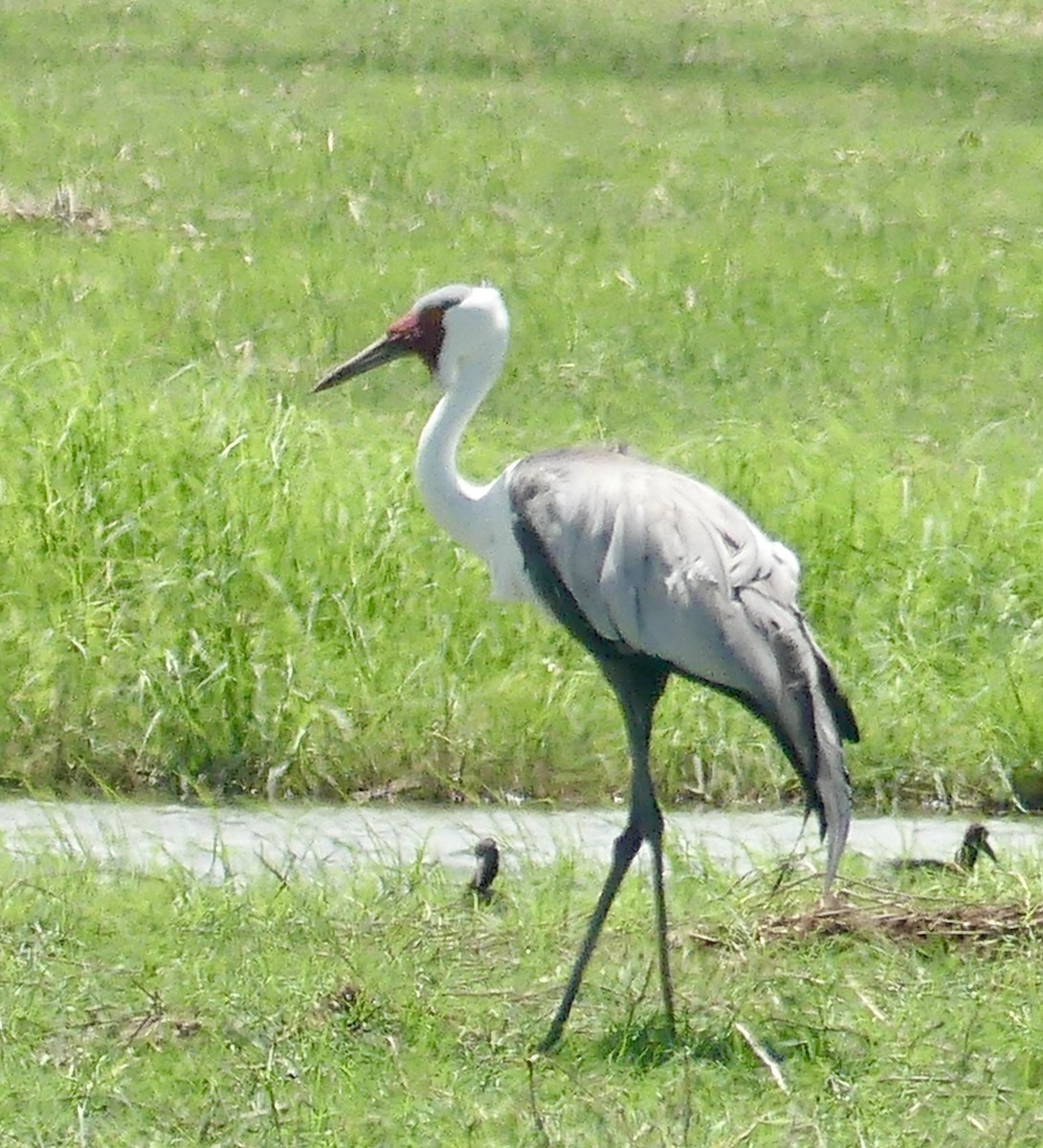 Wattled Crane - ML646538626