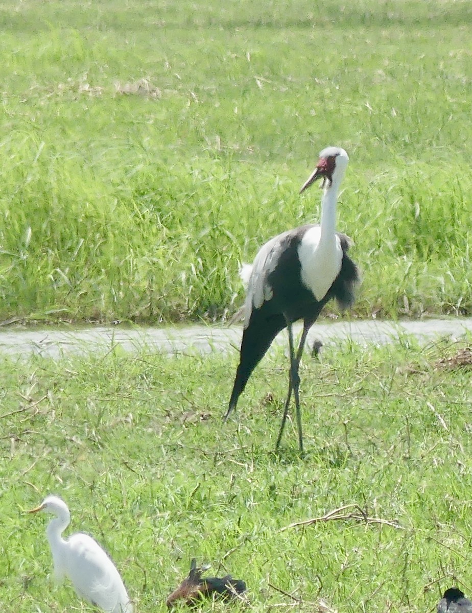 Wattled Crane - ML646538627
