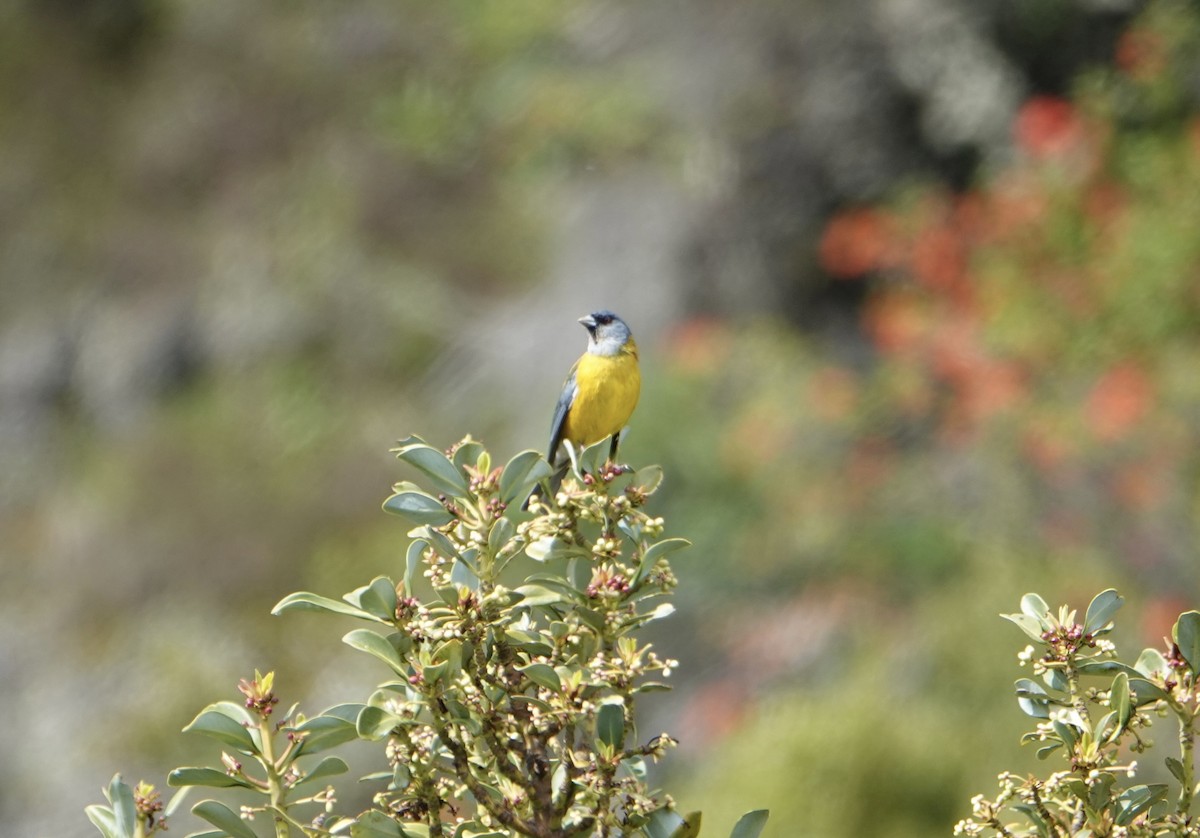 Patagonian Sierra Finch - ML646538628