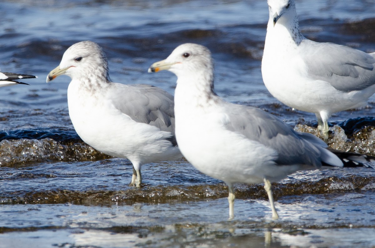 California Gull - ML646538630
