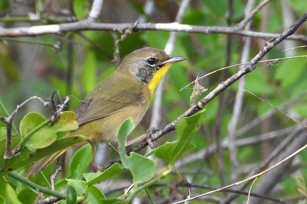 Common Yellowthroat - ML646538632