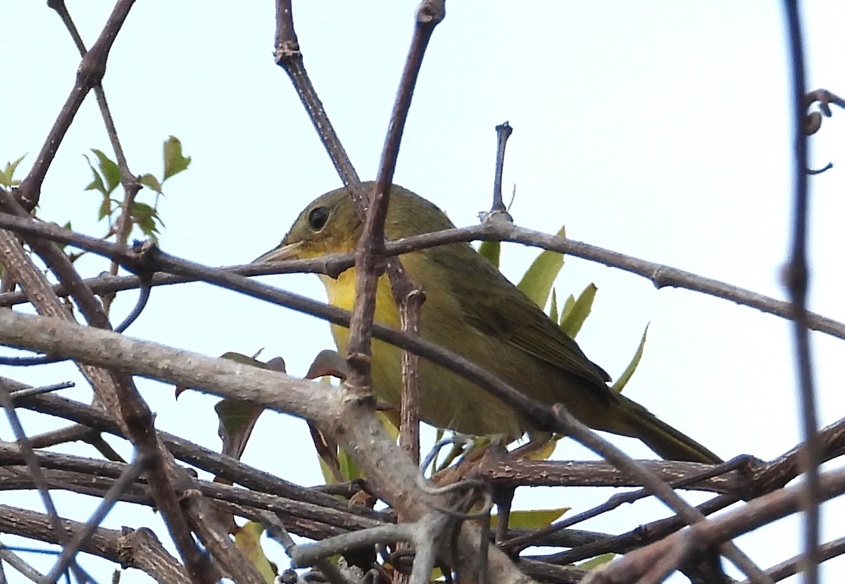 Common Yellowthroat - ML646538633