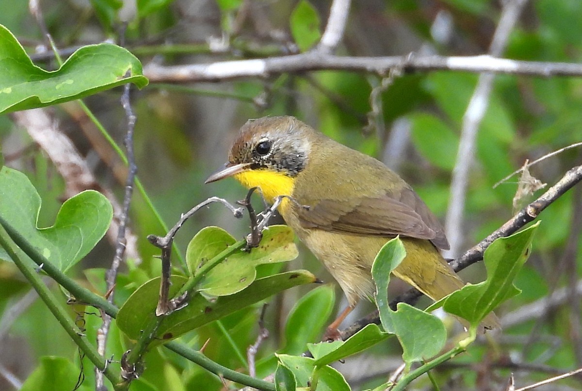Common Yellowthroat - ML646538634