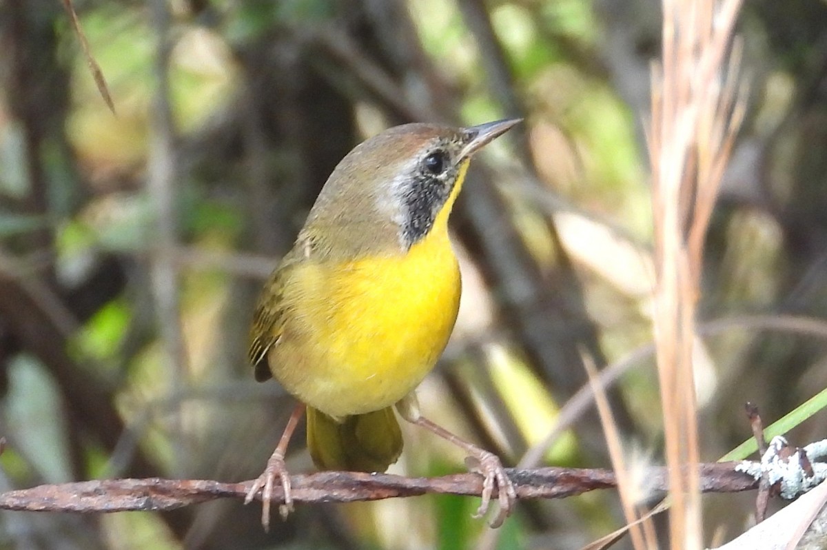 Common Yellowthroat - ML646538635