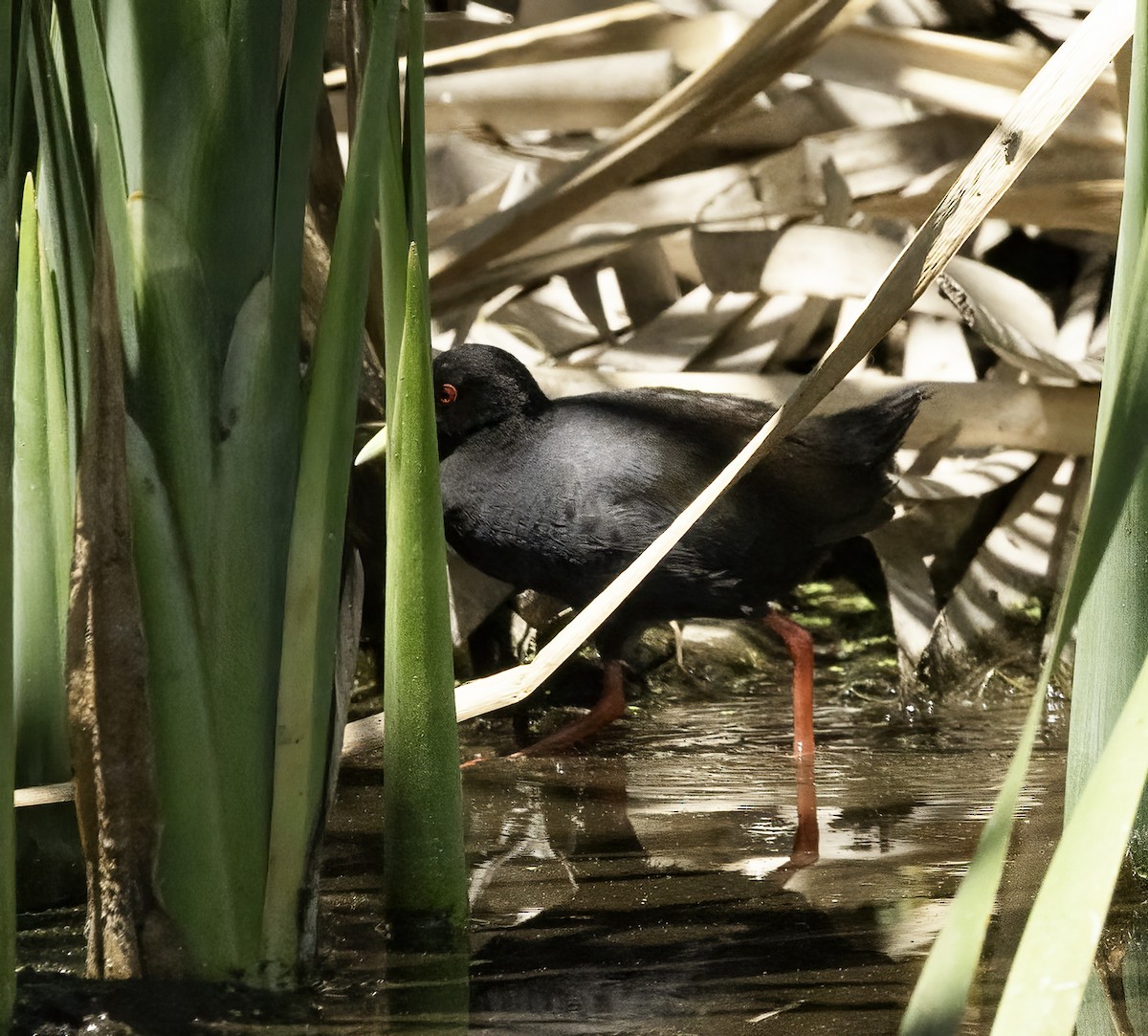 Чёрный погоныш - ML646538636