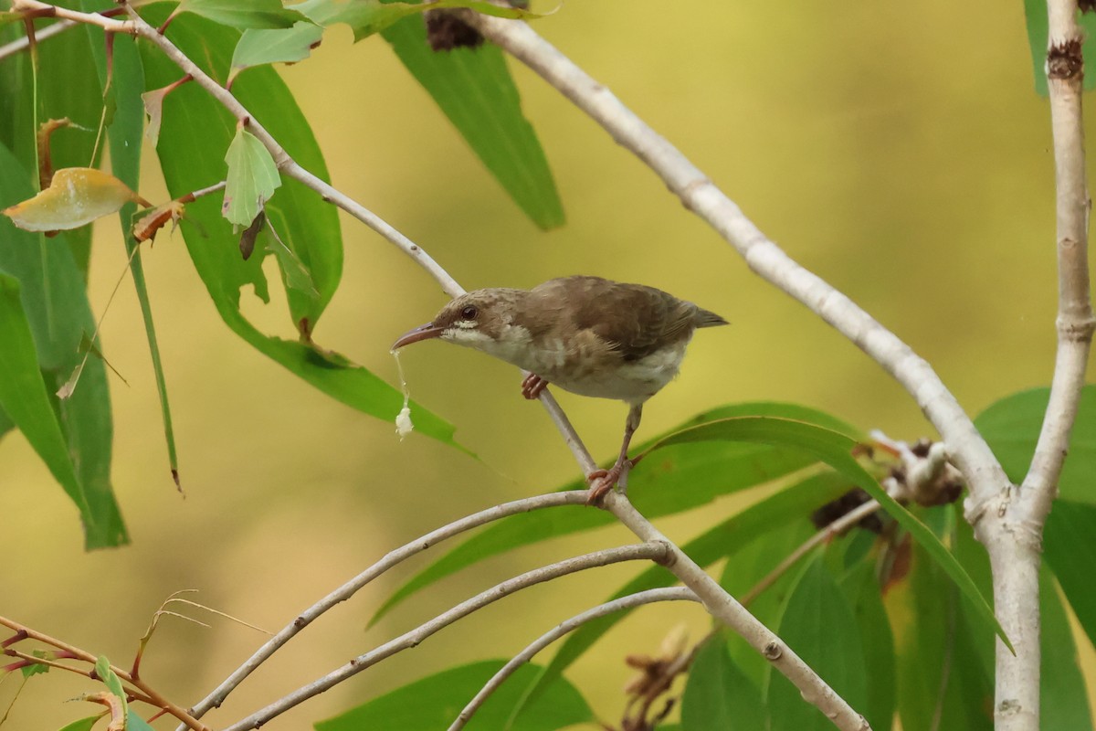Brown-backed Honeyeater - ML646538638