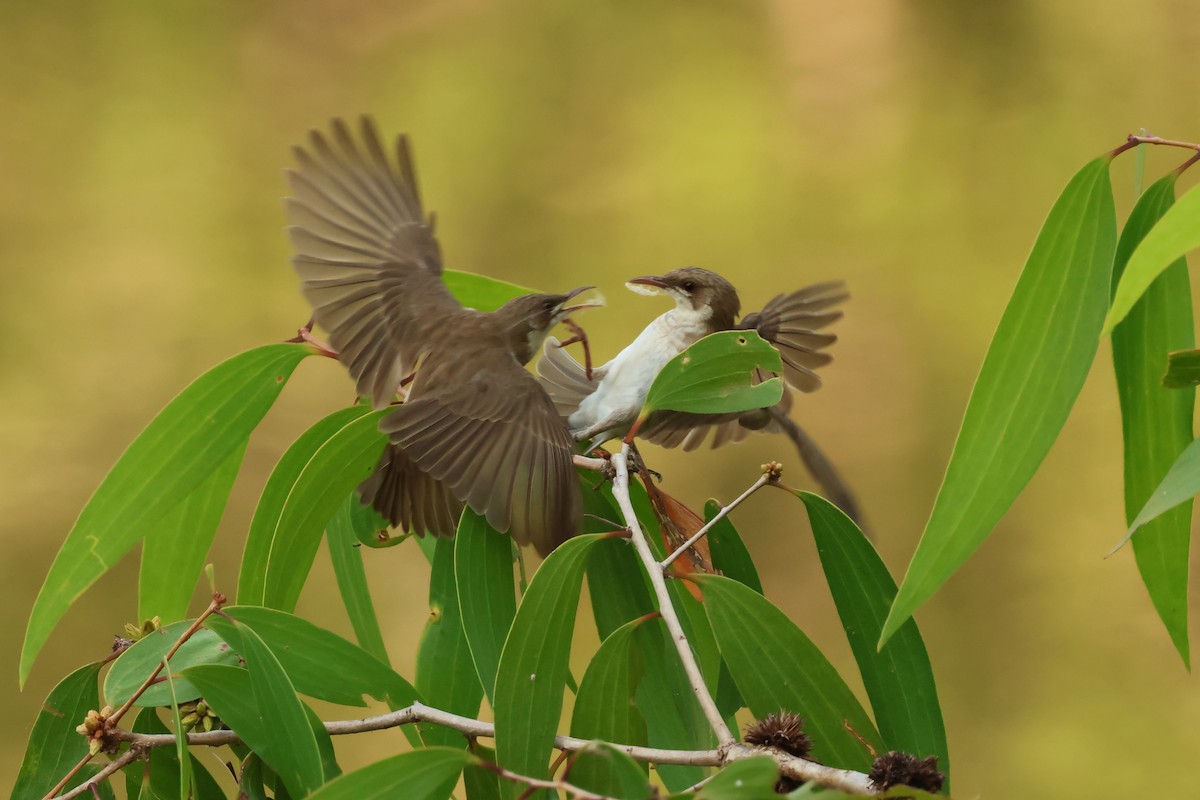 Brown-backed Honeyeater - ML646538639