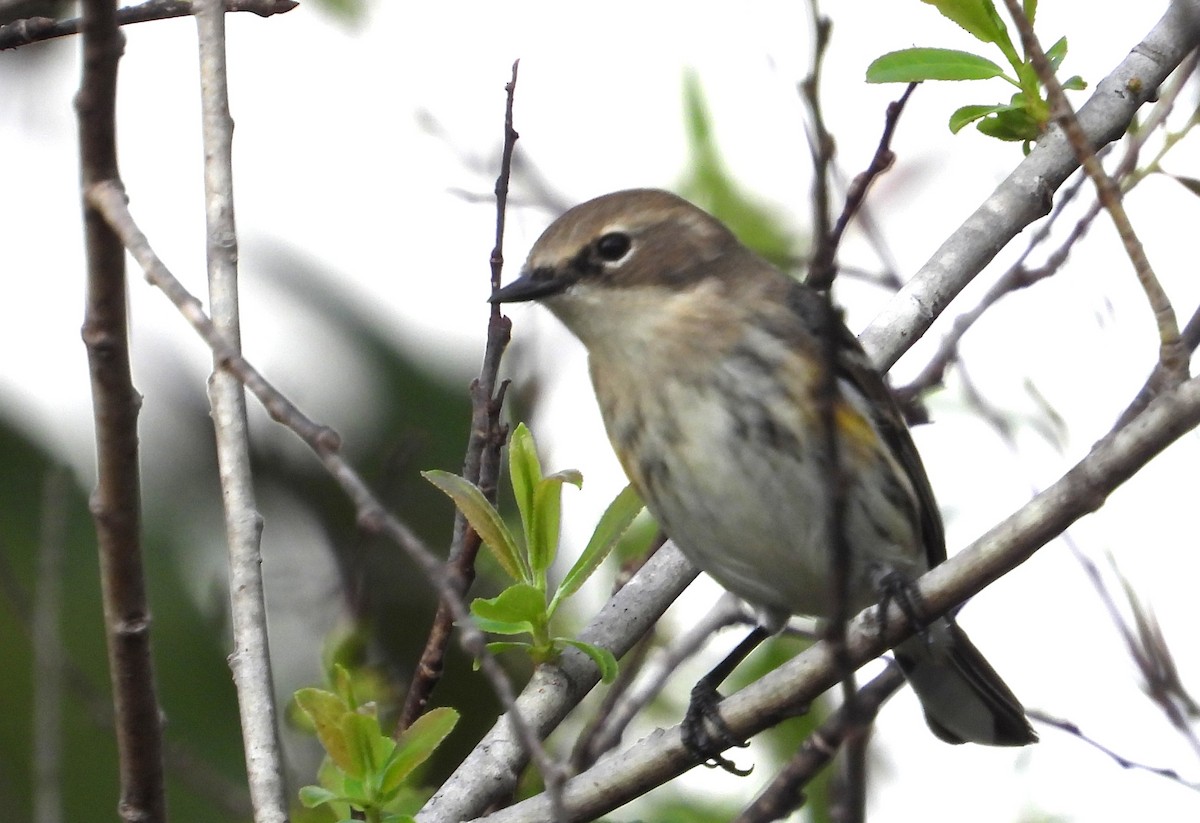 Yellow-rumped Warbler - ML646538644