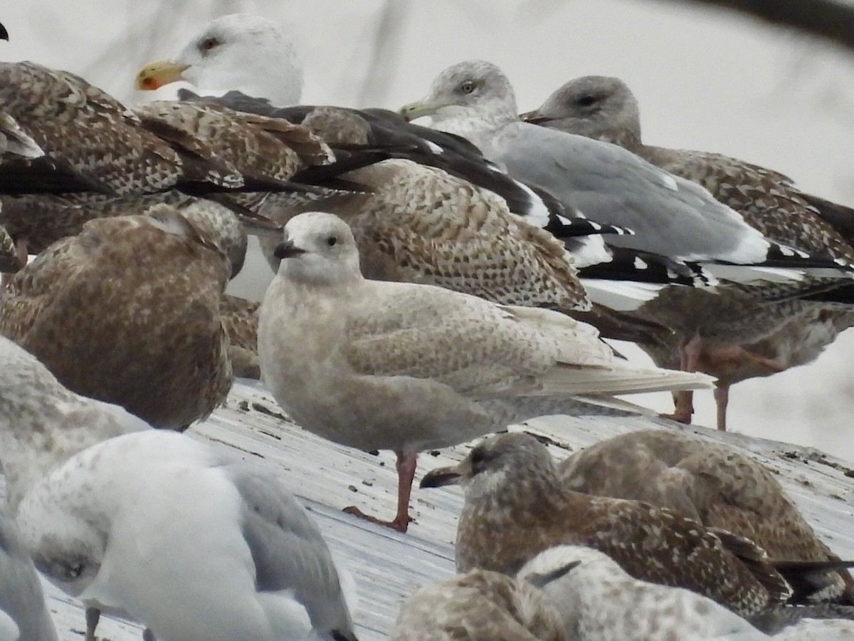 Iceland Gull - ML646538648