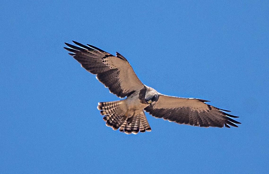 Swainson's Hawk - ML646538649