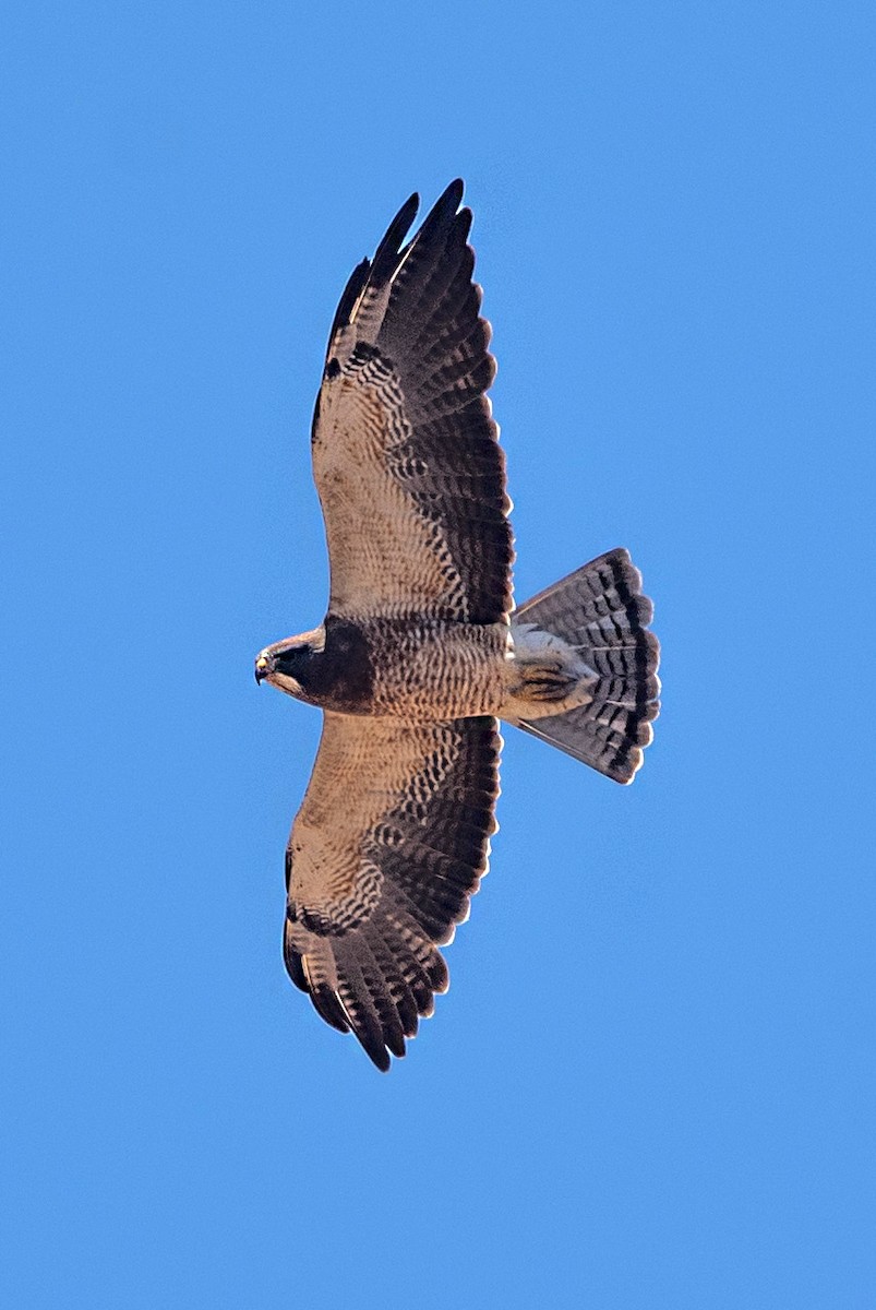 Swainson's Hawk - ML646538652