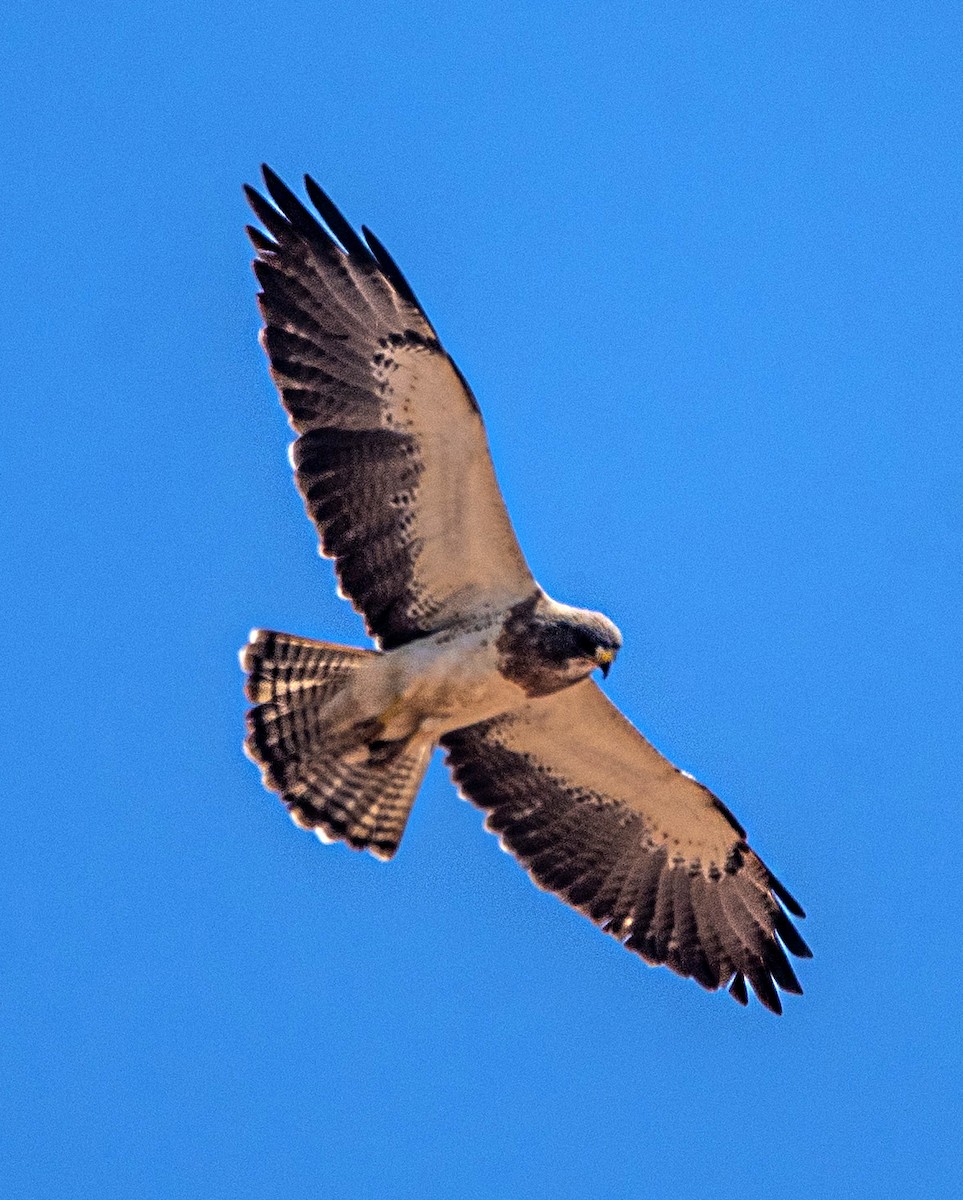 Swainson's Hawk - ML646538654