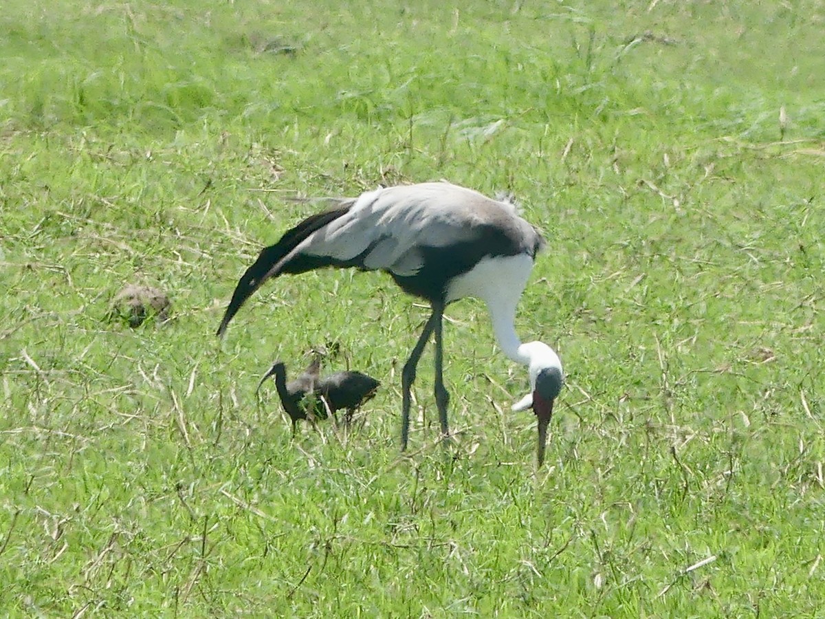 Wattled Crane - ML646538657