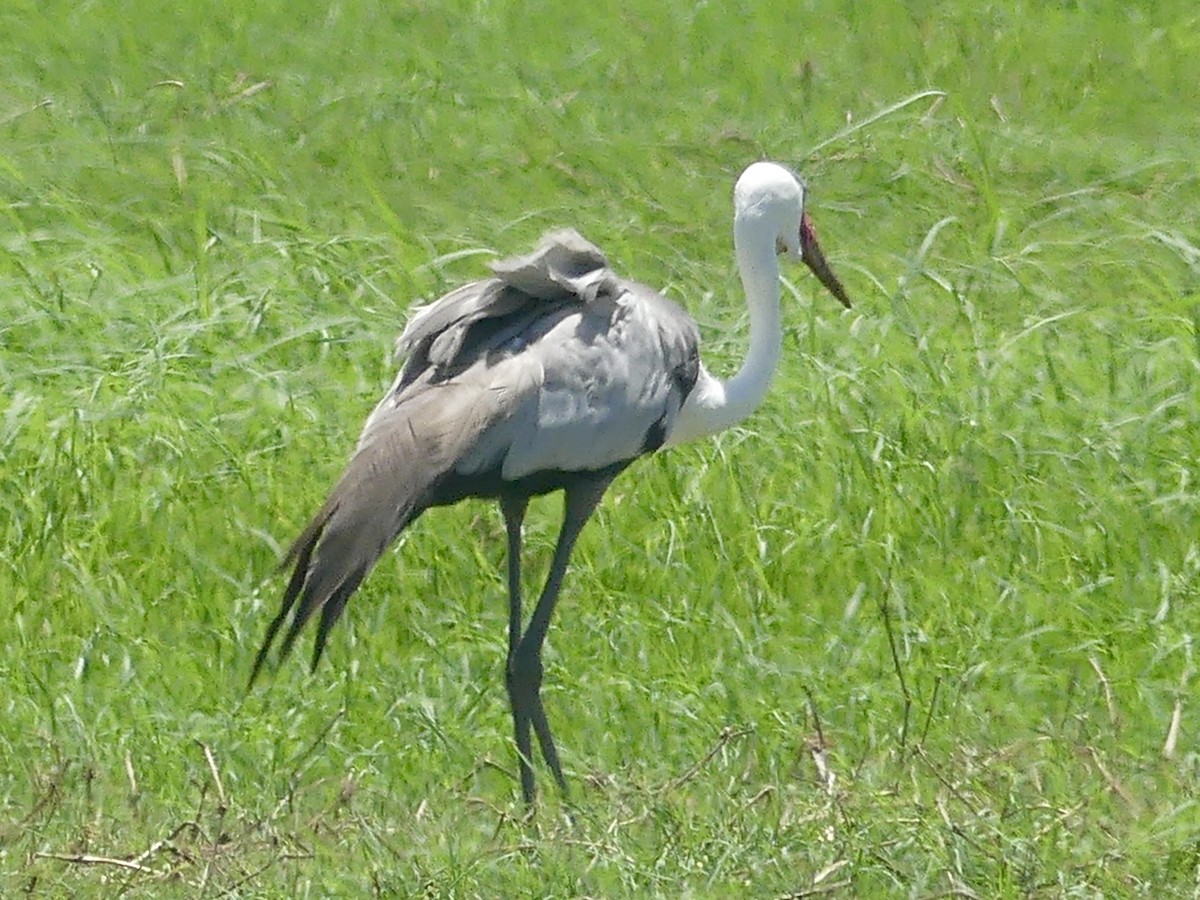Wattled Crane - ML646538658