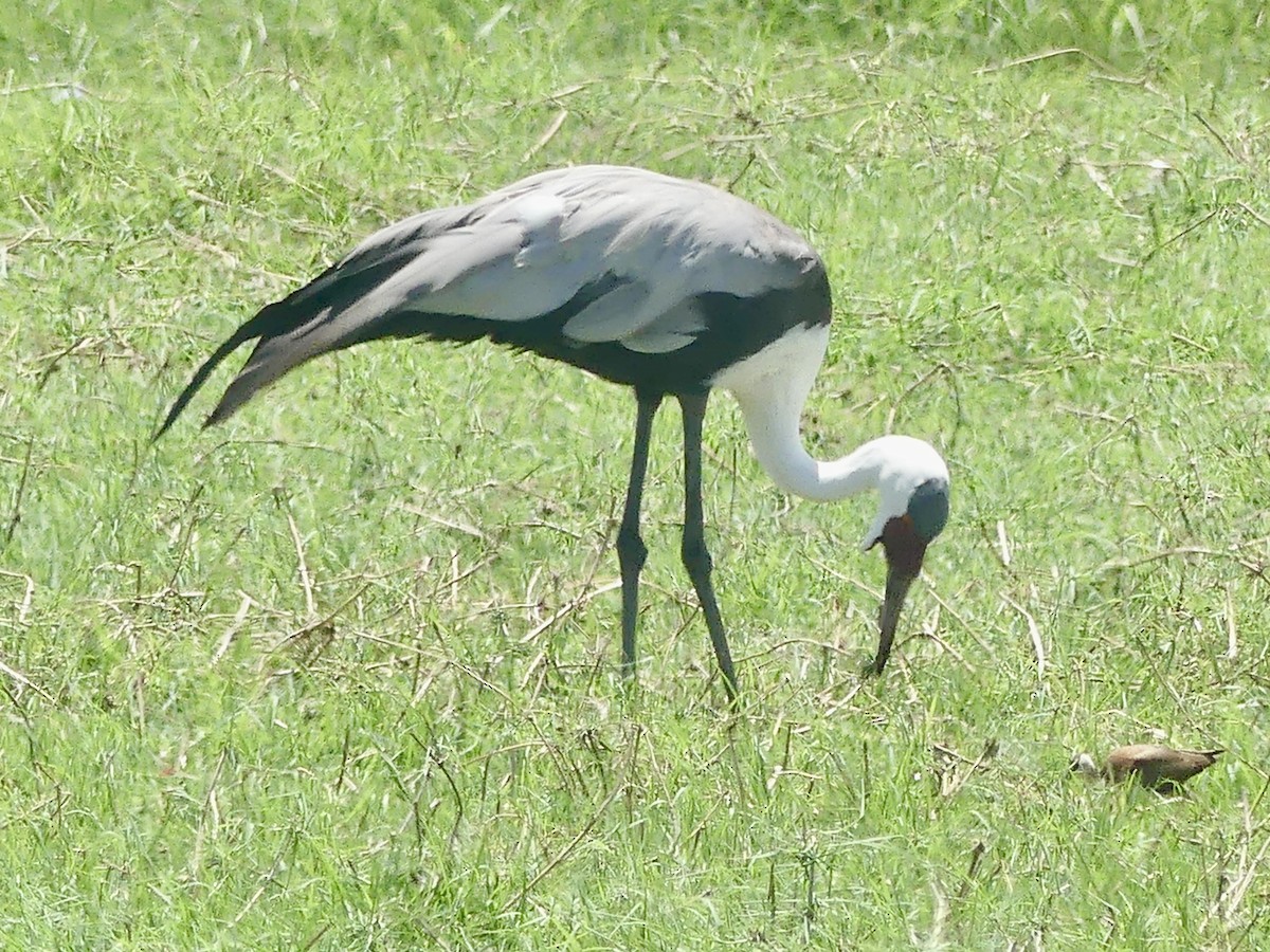 Wattled Crane - ML646538659