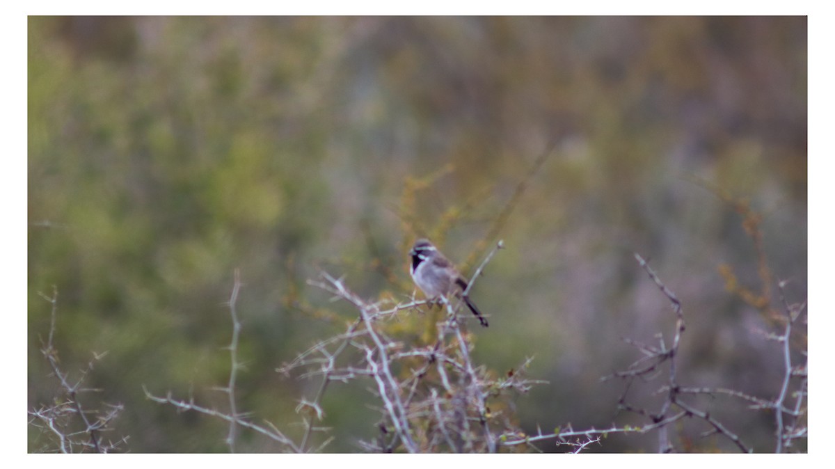 Black-throated Sparrow - ML646538667