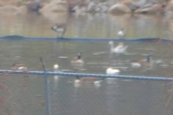 Snow Goose - ML646538669