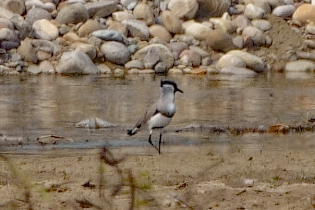 Vanneau pie - ML646538674