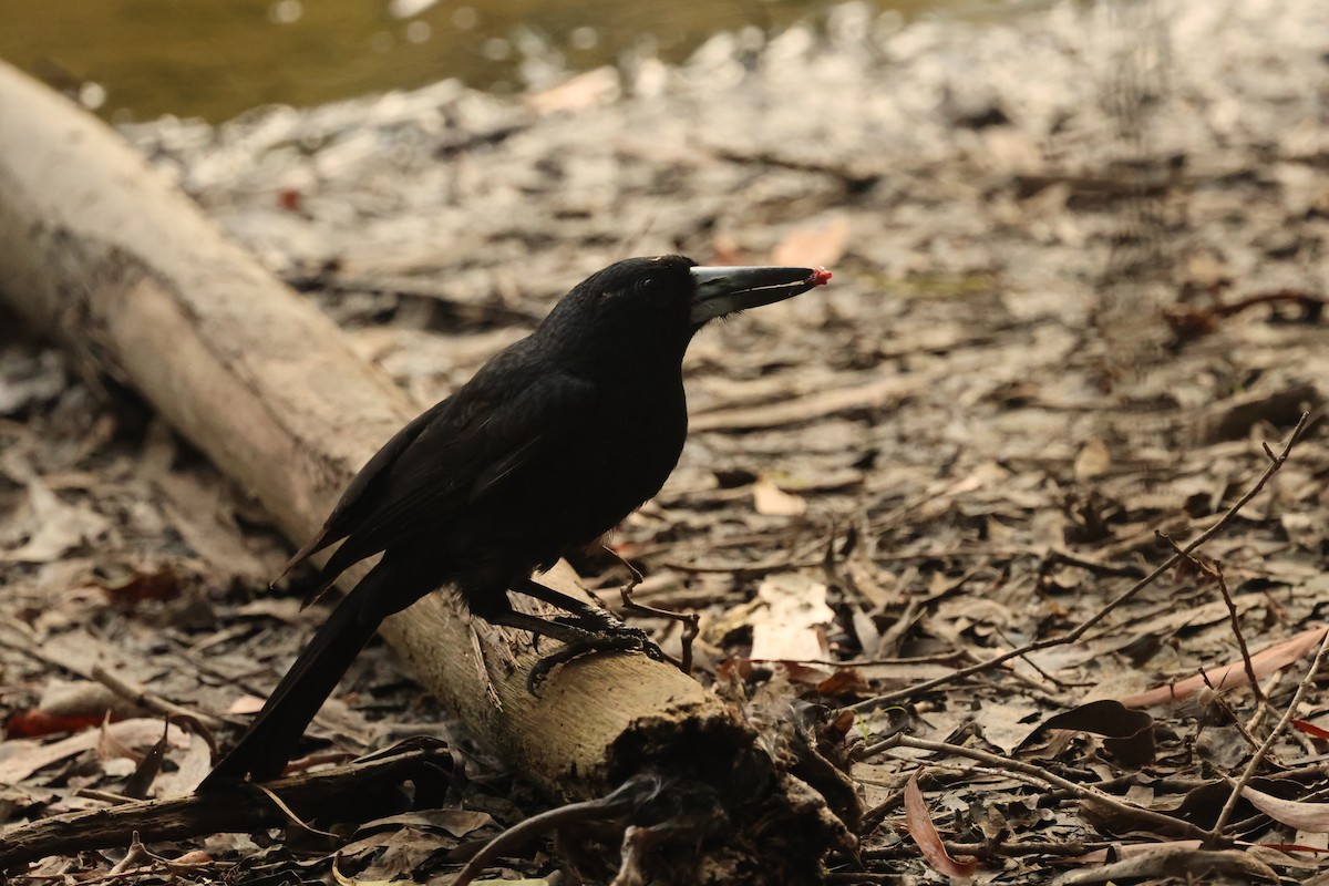 Black Butcherbird - ML646538675