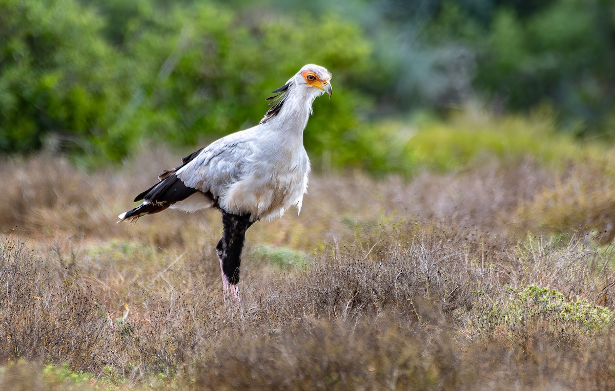 Secretarybird - ML646538681