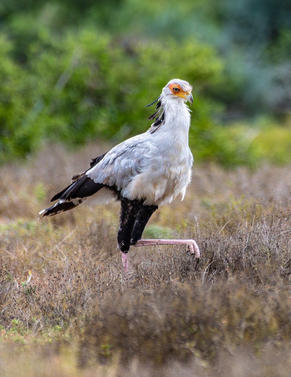 Secretarybird - ML646538682