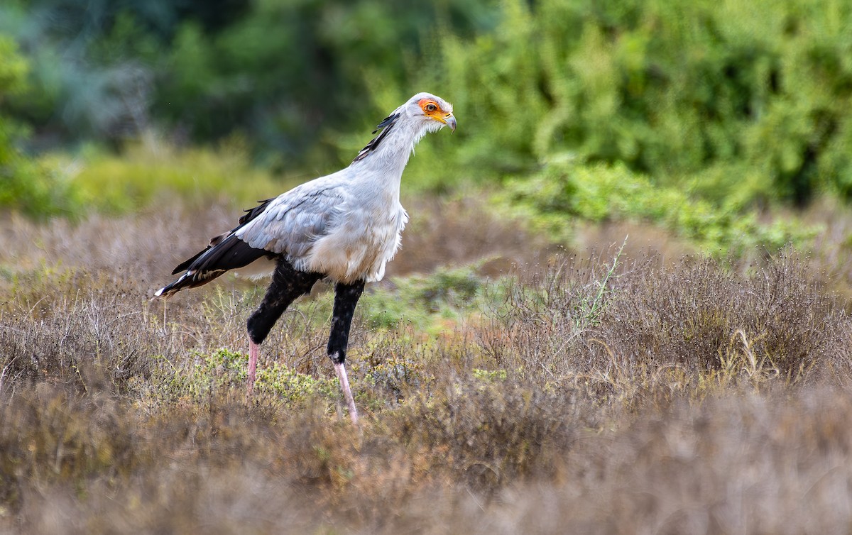 Secretarybird - ML646538683