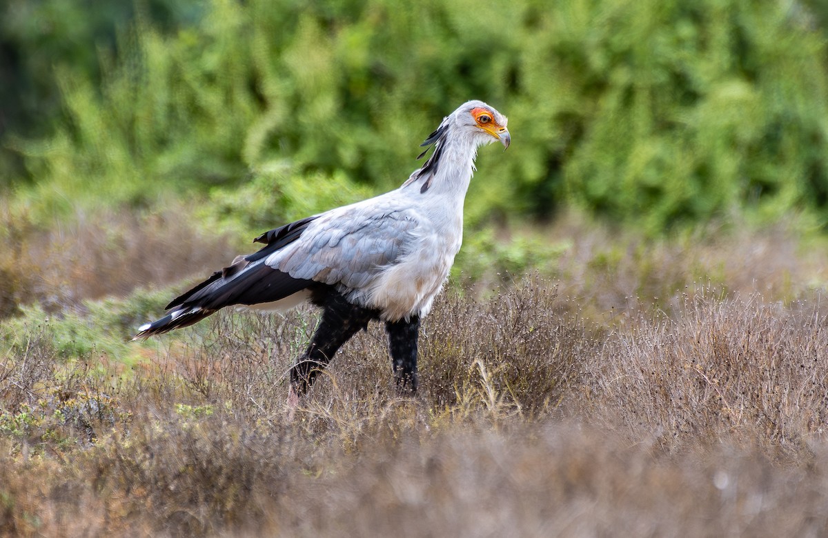 Secretarybird - ML646538684
