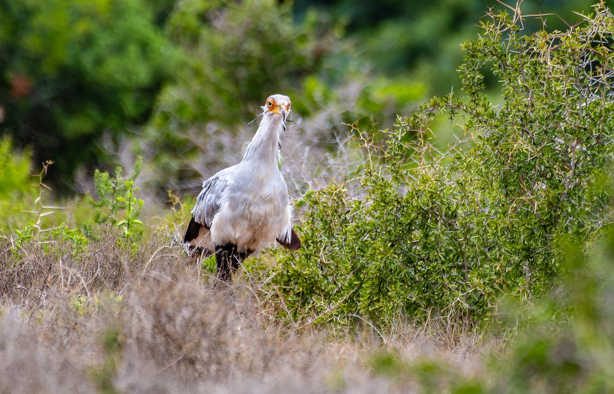 Secretarybird - ML646538685