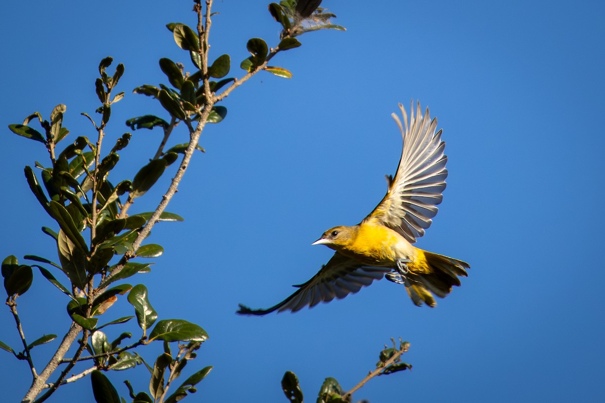 Baltimore Oriole - ML646538686