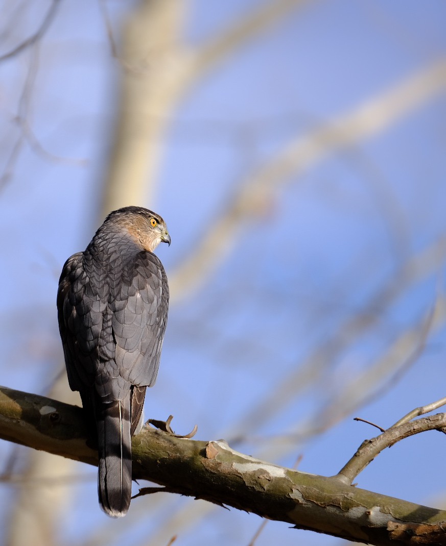 Cooper's Hawk - ML646538687