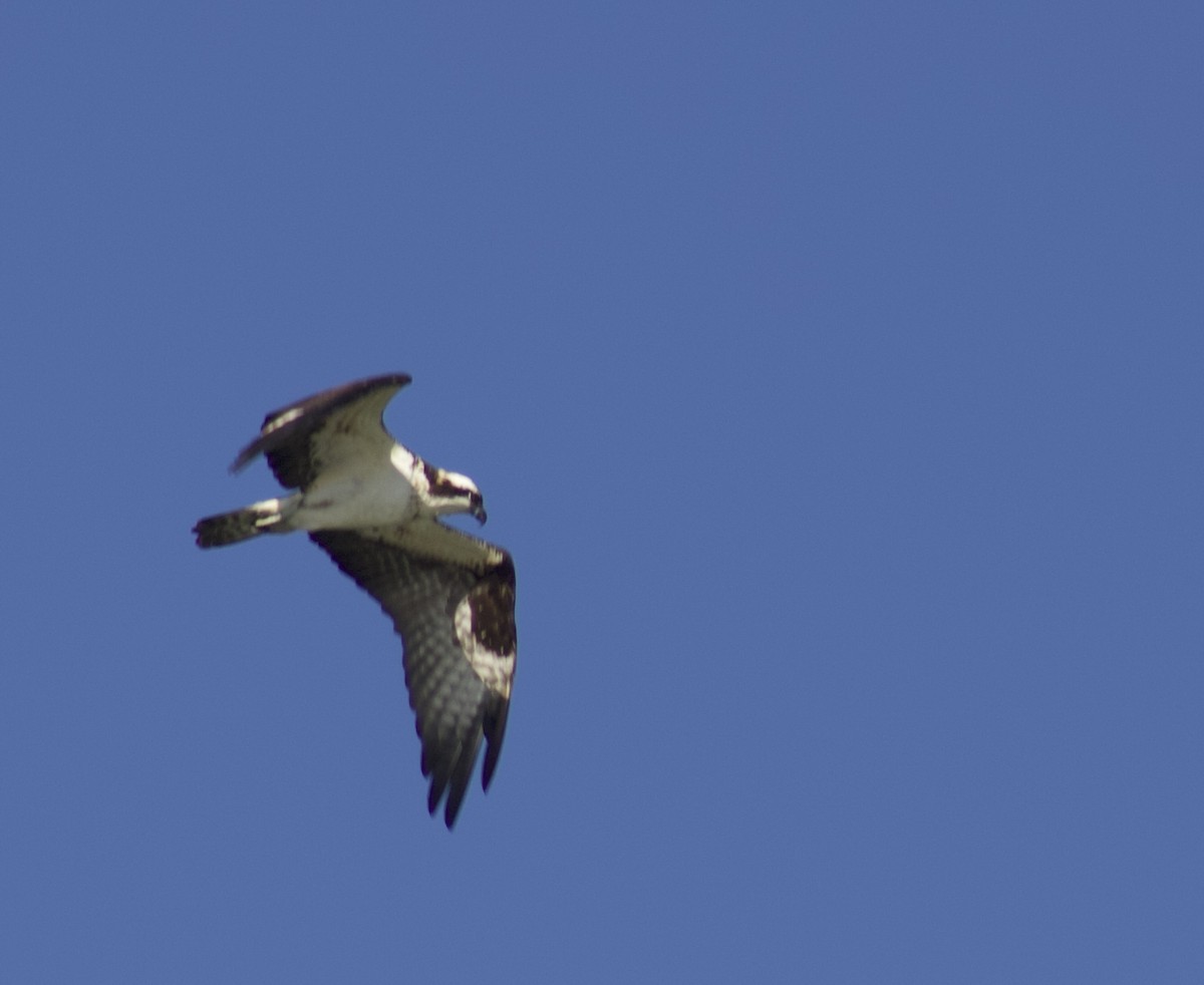 orlovec říční - ML646538690