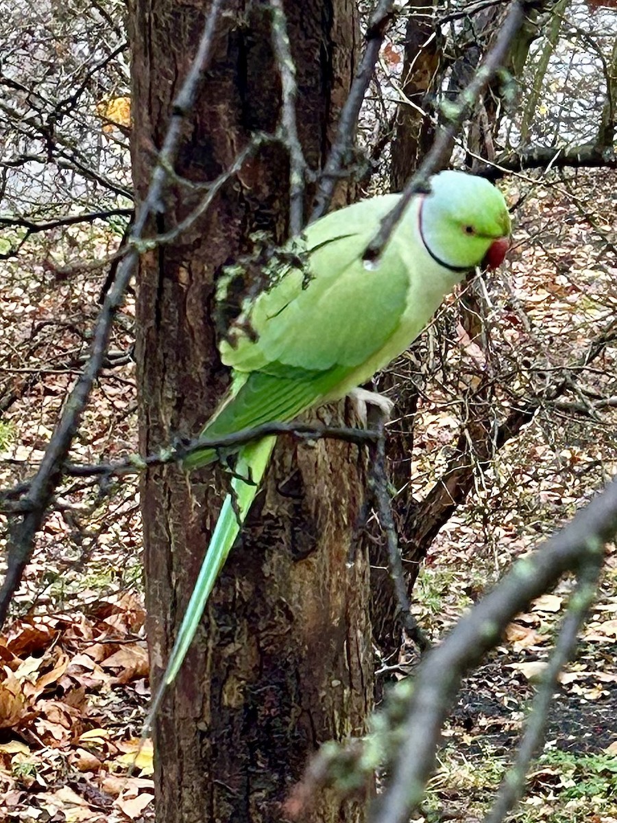 Rose-ringed Parakeet - ML646538695