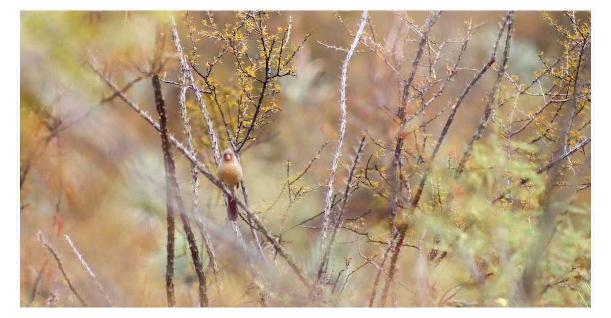 Pyrrhuloxia - ML646538696