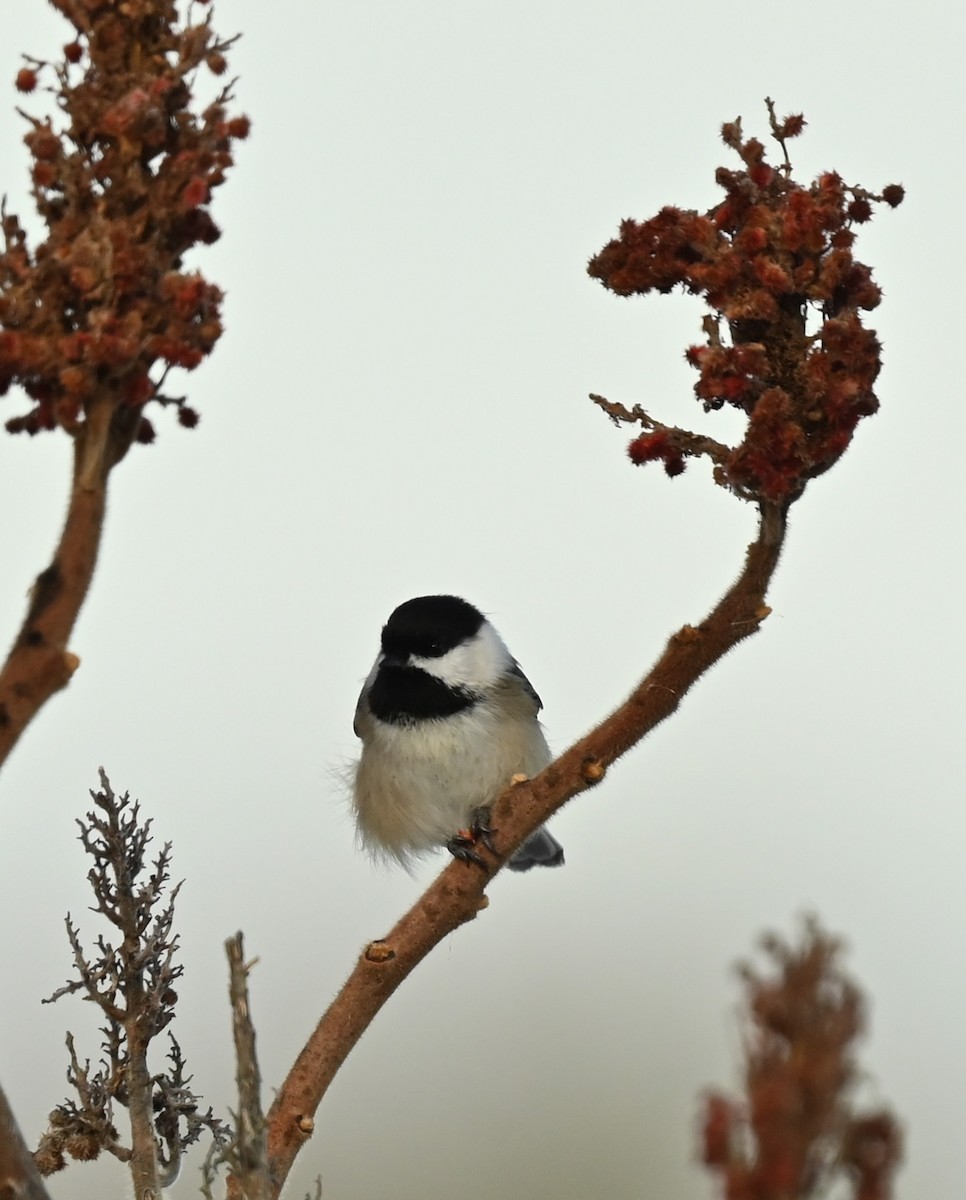 Black-capped Chickadee - ML646538697