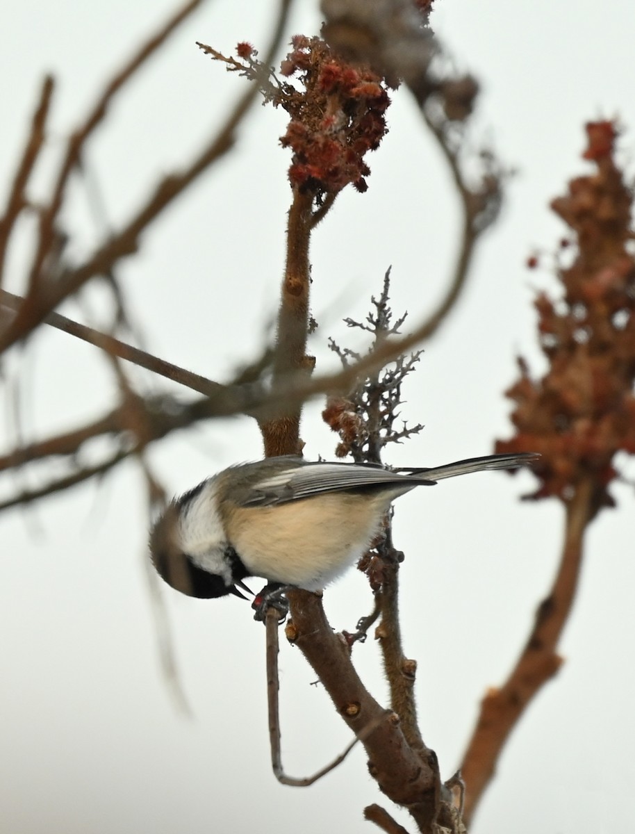 Black-capped Chickadee - ML646538698