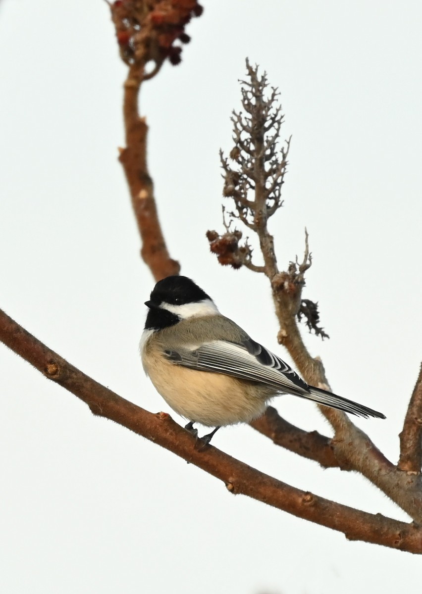 Black-capped Chickadee - ML646538699